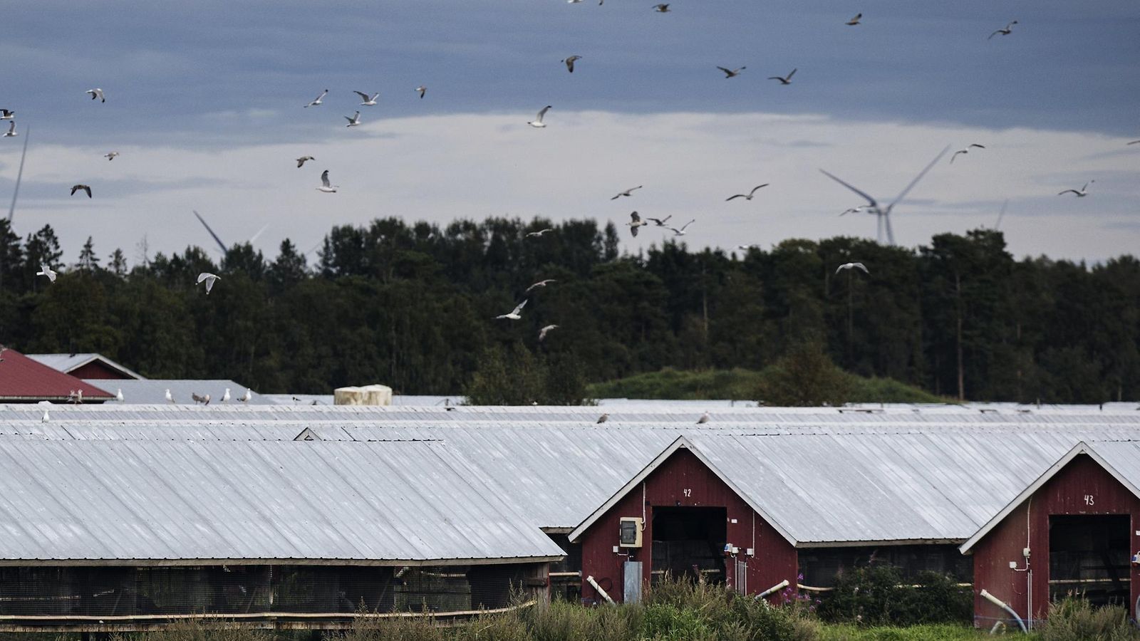 Linnut lentävät turkistarhan yllä Kalajoella 22. elokuuta 2023