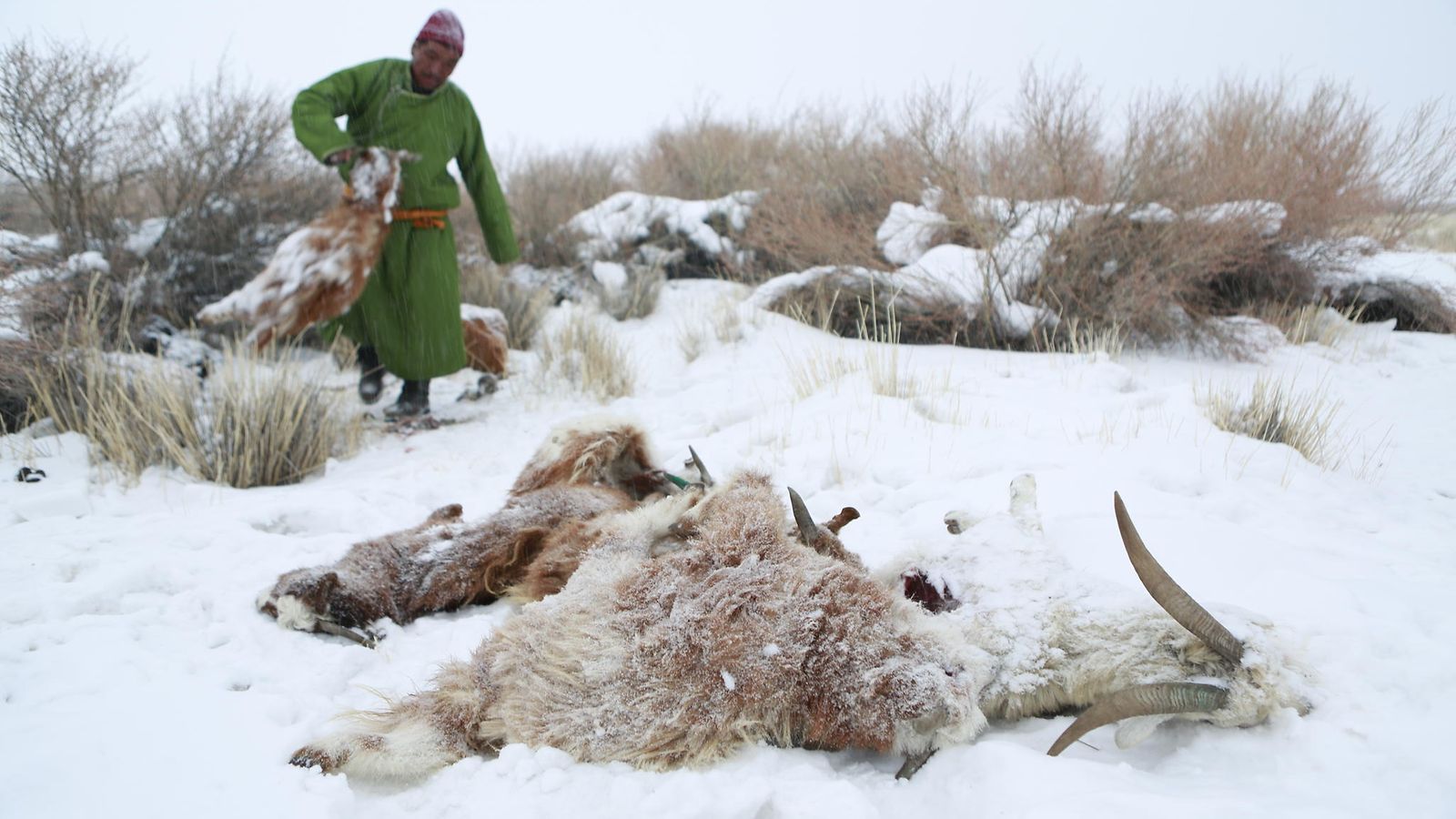 Dzud Mongolia