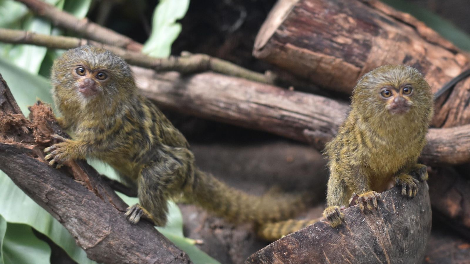 AOP Kolmen kuukauden ikäinen kääpiöapinan (Cebuella pygmaea) pentu leikkii Batu Secretin eläintarhassa Itä-Jaavalla Indonesiassa 5. elokuuta 2021. Kääpiömarmosetit ovat maailman pienimpiä kädellisiä, jotka painavat vain 100 grammaa.