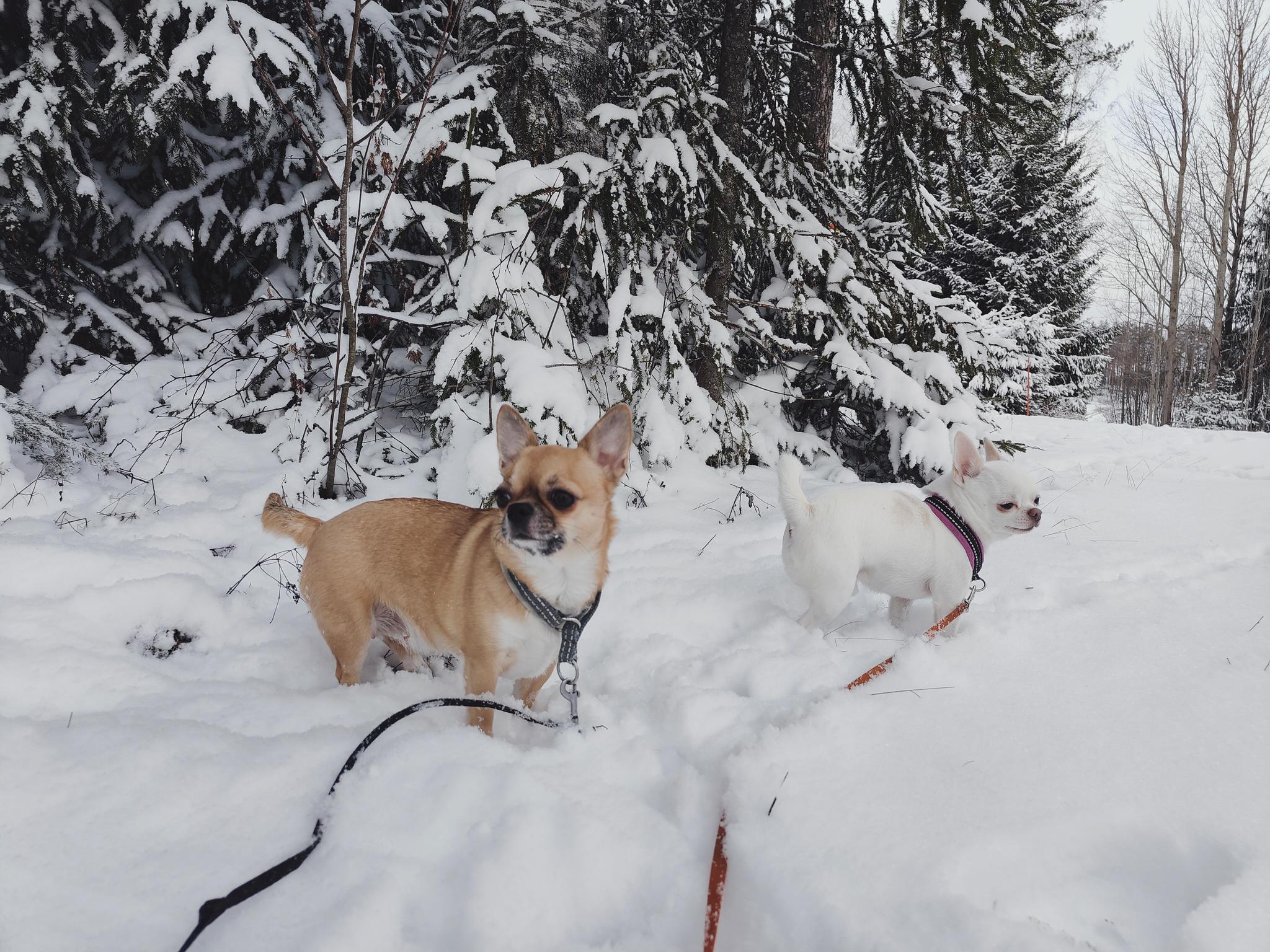 Lukijan kuva Nina Ikävalko Lappeenranta