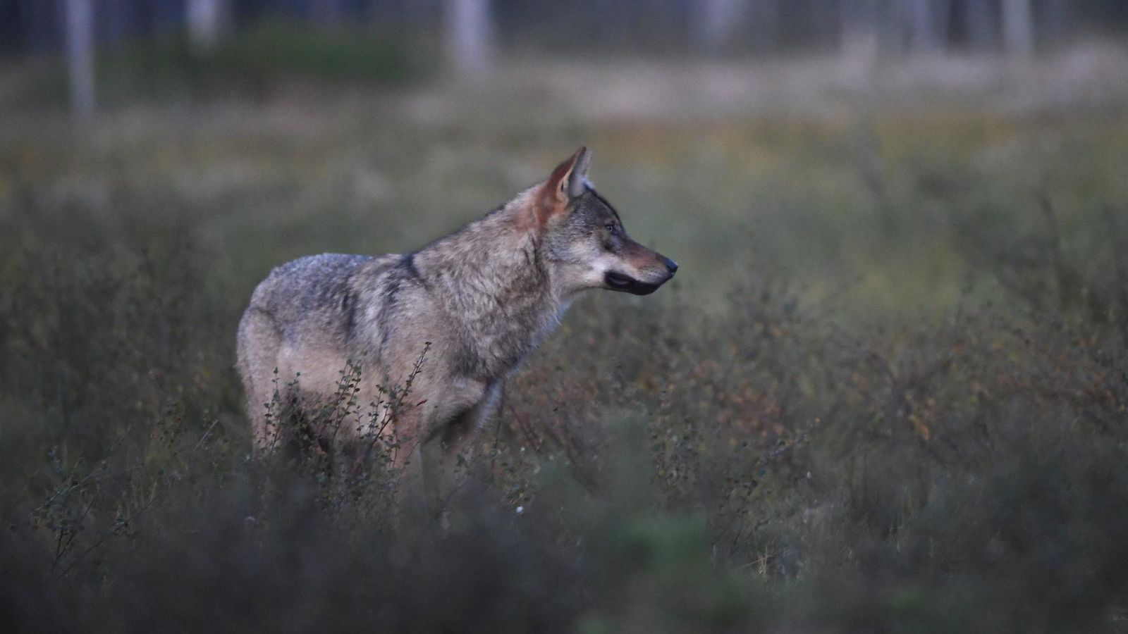 Susi Kuhmon rajavyöhykkeellä elokuussa 2022.