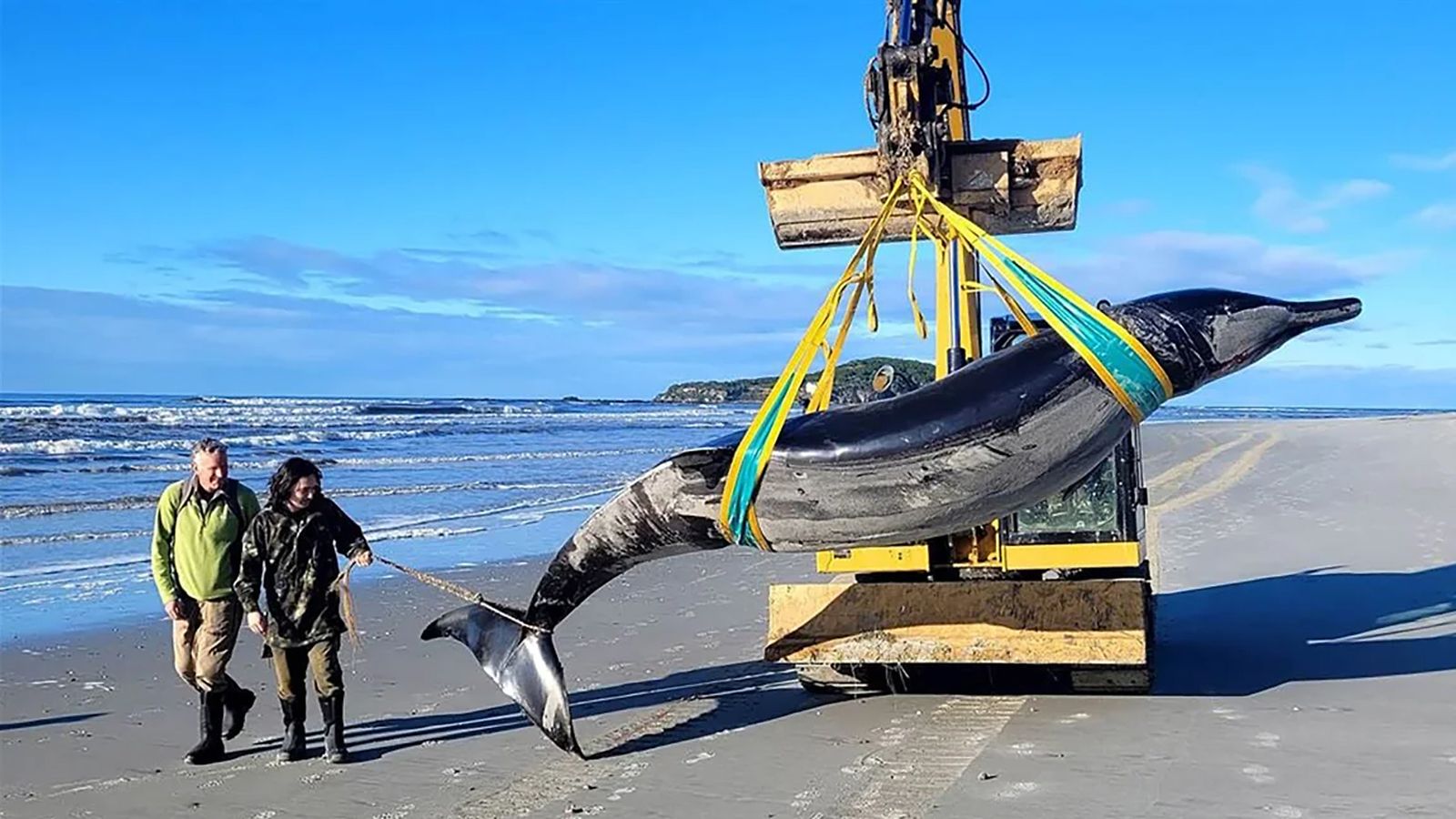 whale-digger-1920