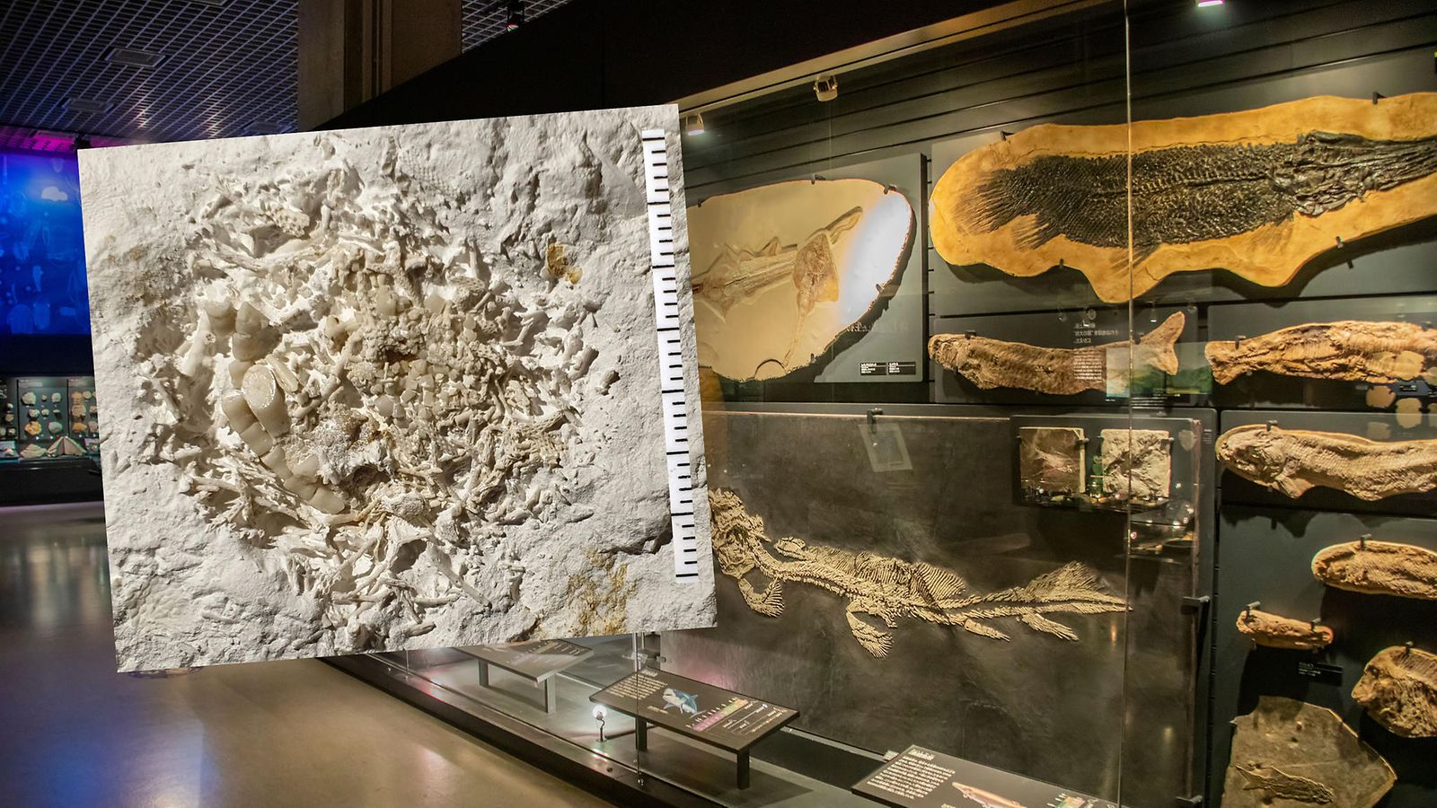 Kuva fossilisoituneesta oksennuksesta Kuva 66 miljoonaa vuotta vanhasta oksennuksesta Østsjællands Museumin tiedotteesta. Kuvituskuva Shutterstock.