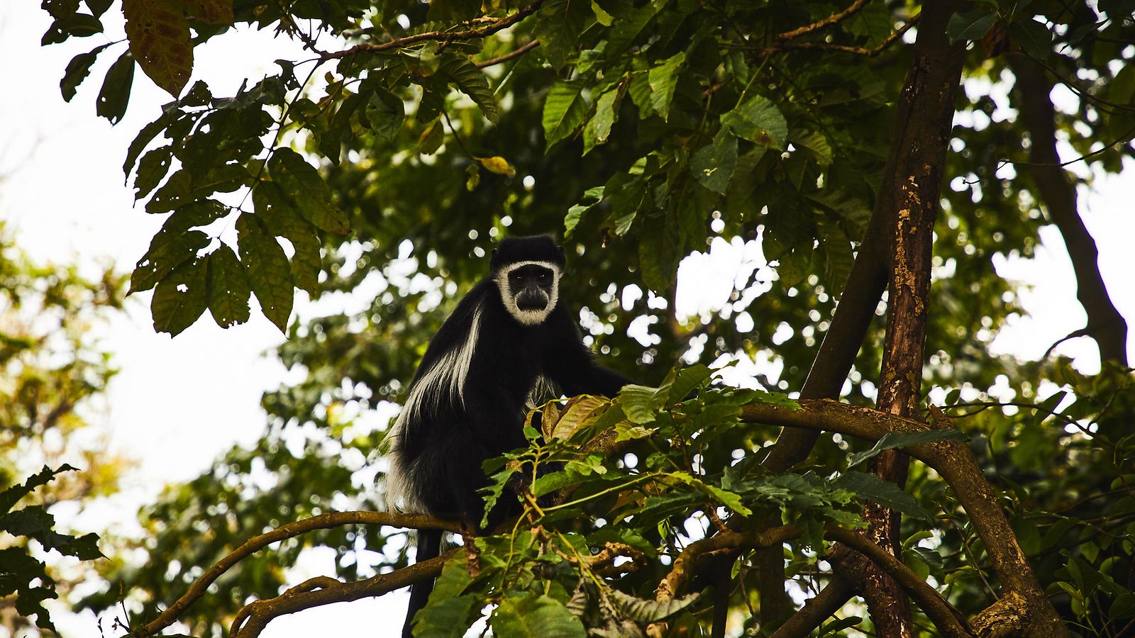 AOP Colobusapina