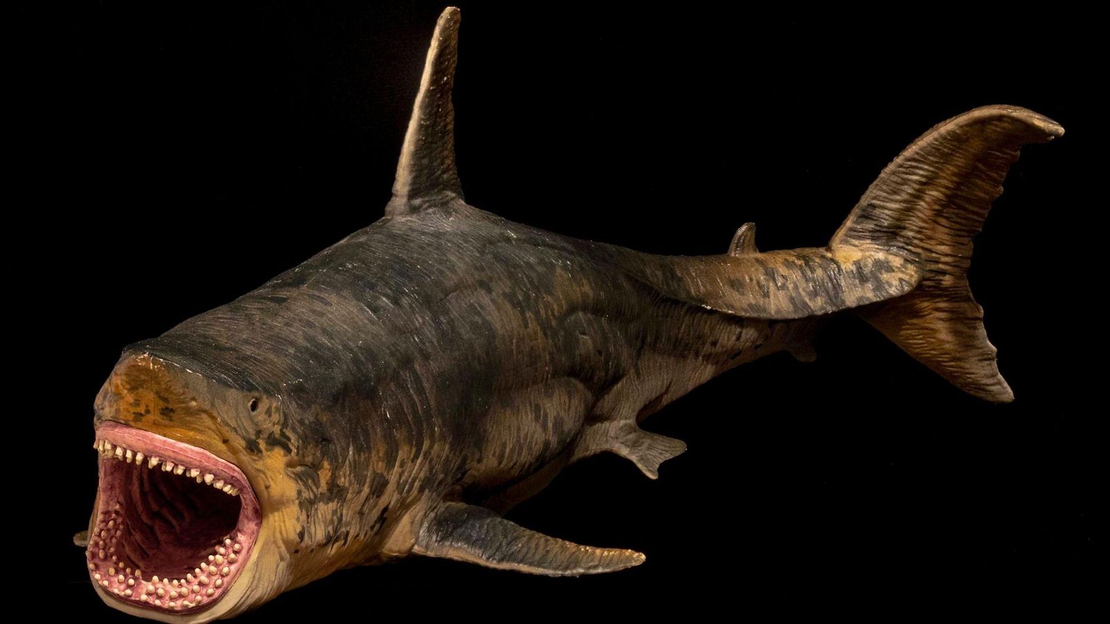 AOP Megalodon 11.3.2025