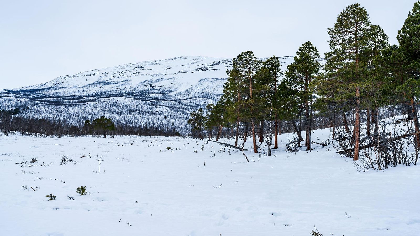 AOP Luminen tunturi Abiskossa Pohjois-Ruotsissa.