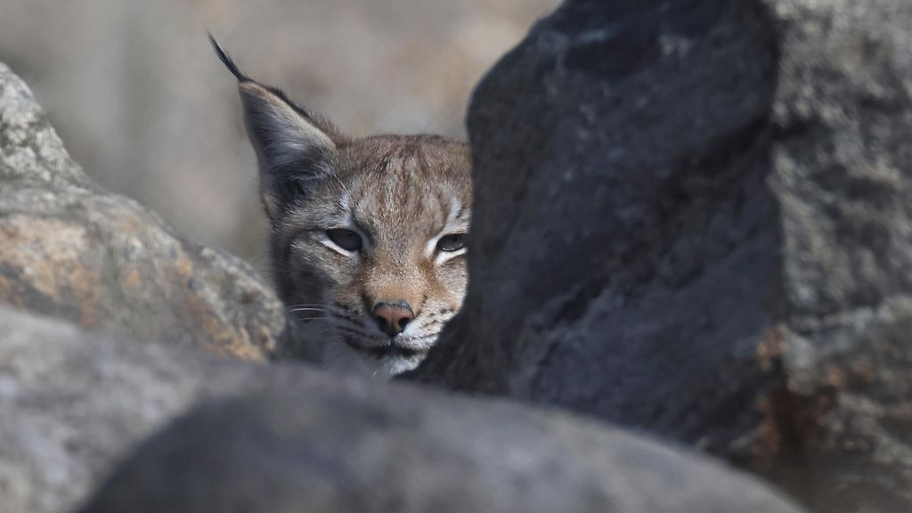 Kesyyntynyt ilves lopetettiin