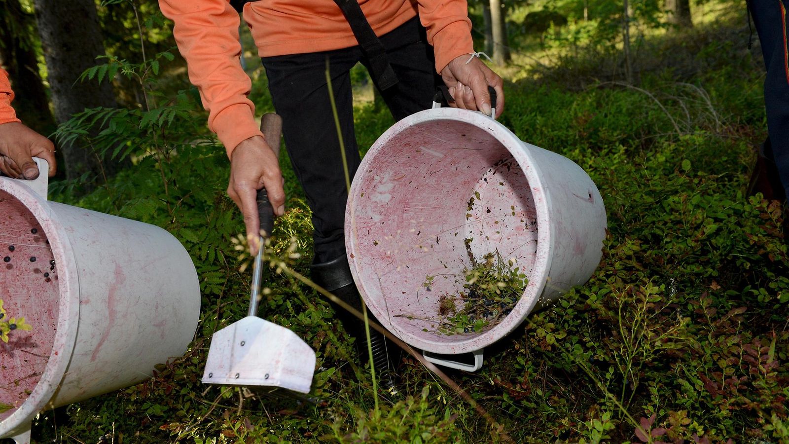Thaimaalaisia mustikanpoimijoita metsässä Juvalla Etelä-Savossa 30. heinäkuuta 2015.