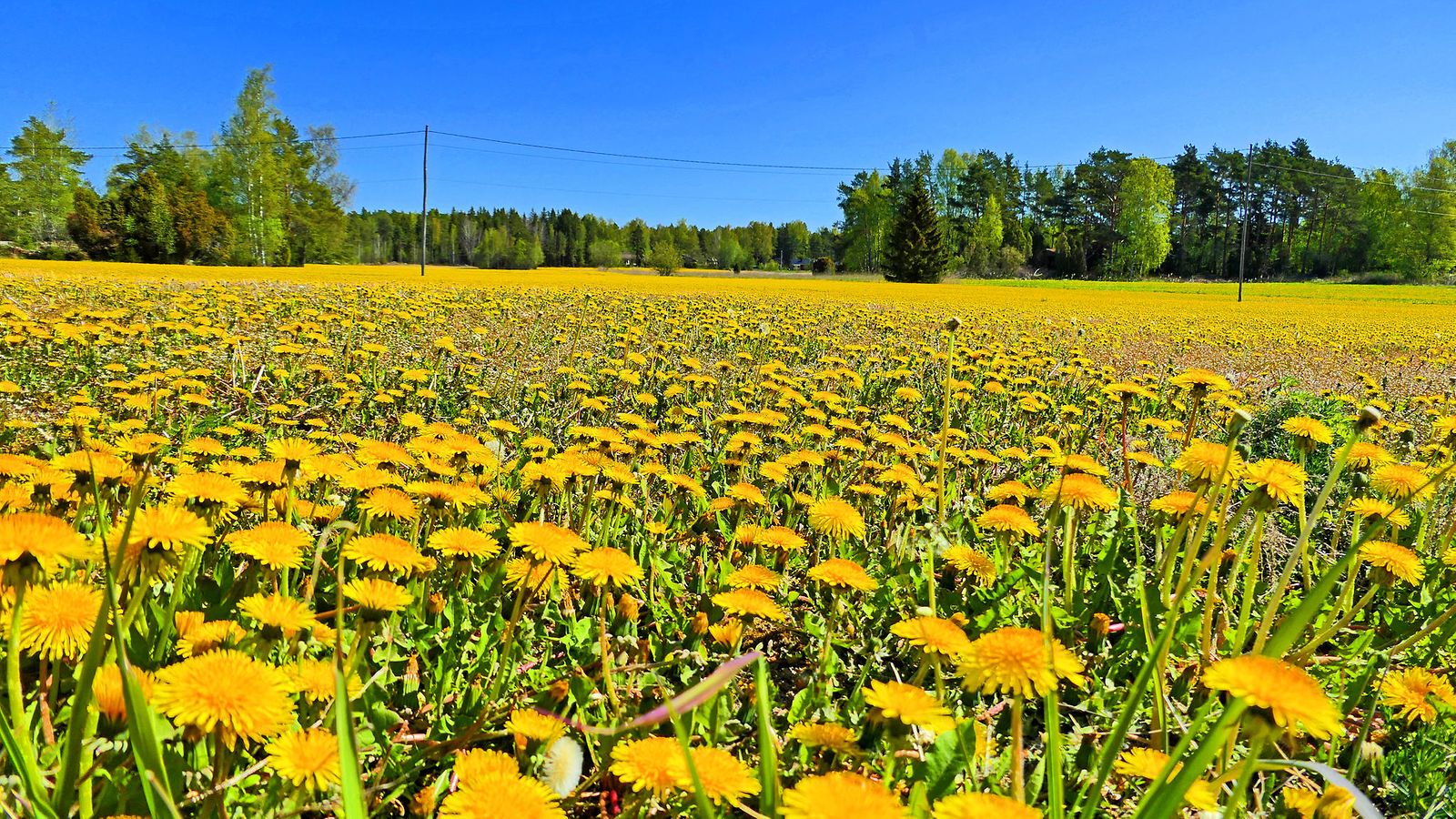 Voikukat kesä