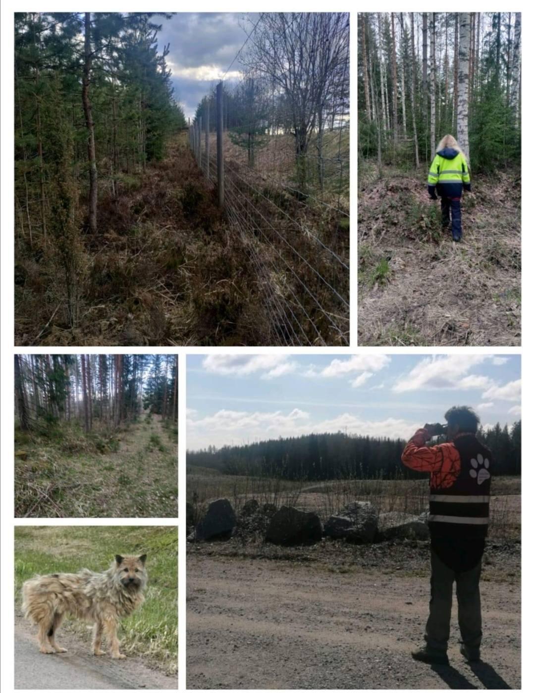 Joutsenossa Etelä-Karjalassa kiinni otettu Vilma-koira. 2