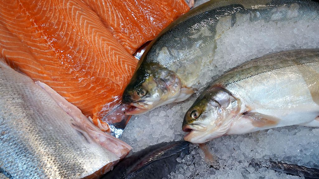 Tätä kalaa kehutaan lohta maukkaammaksi – oletko maistanut?