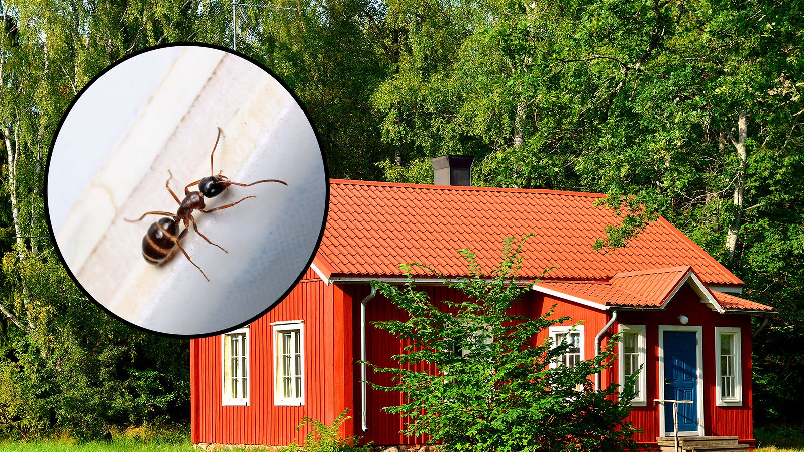 mökki ja muurahaiset etukuva