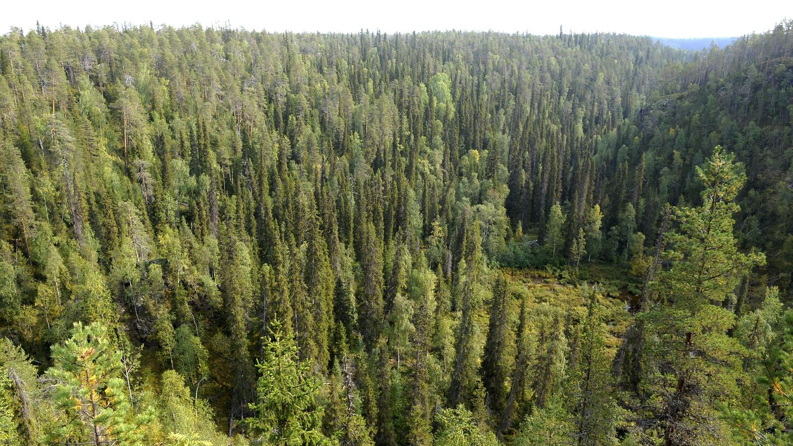 LK Karhunkierros, metsä, suomalainen luonto