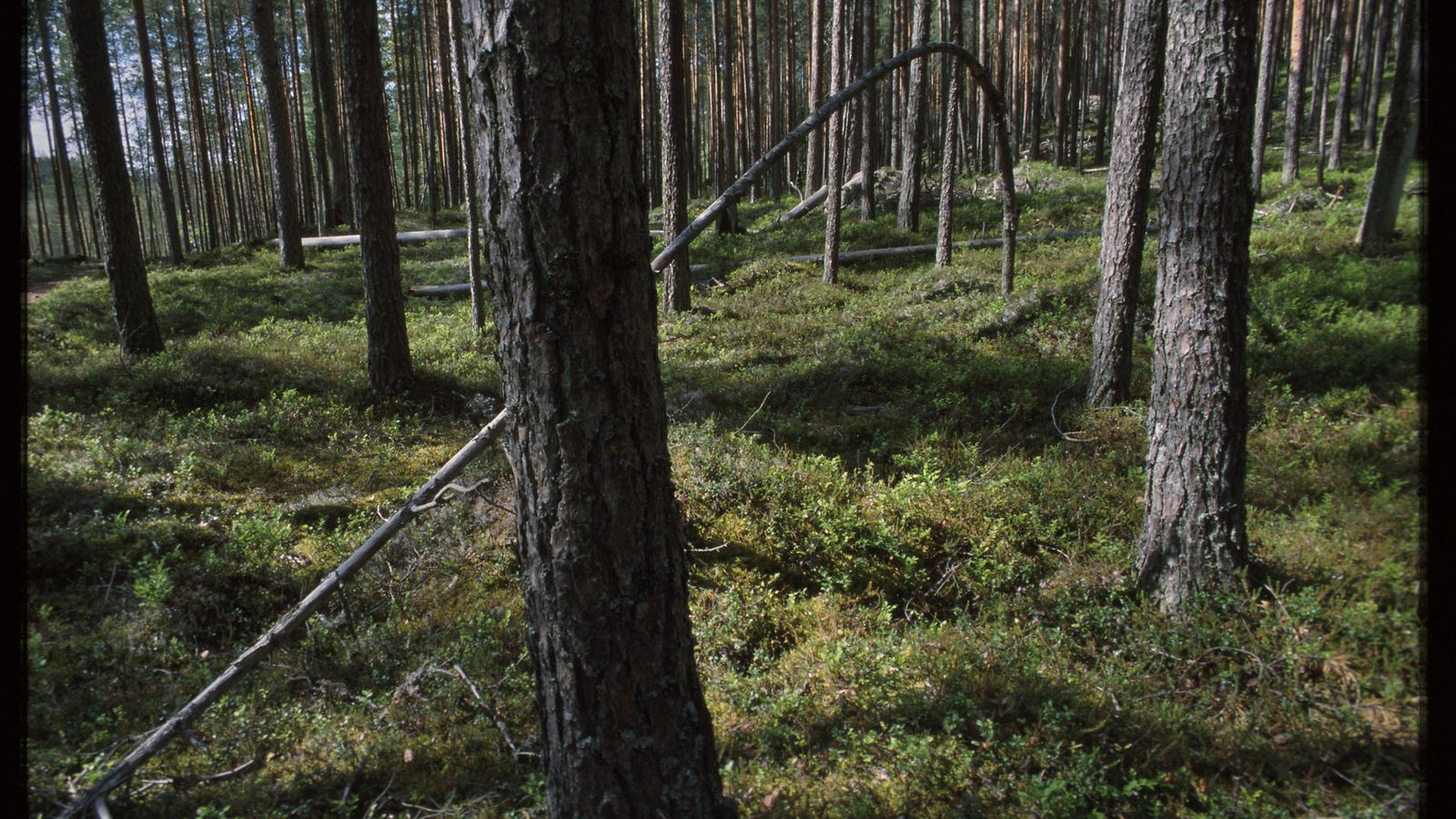 AOP metsä (1)