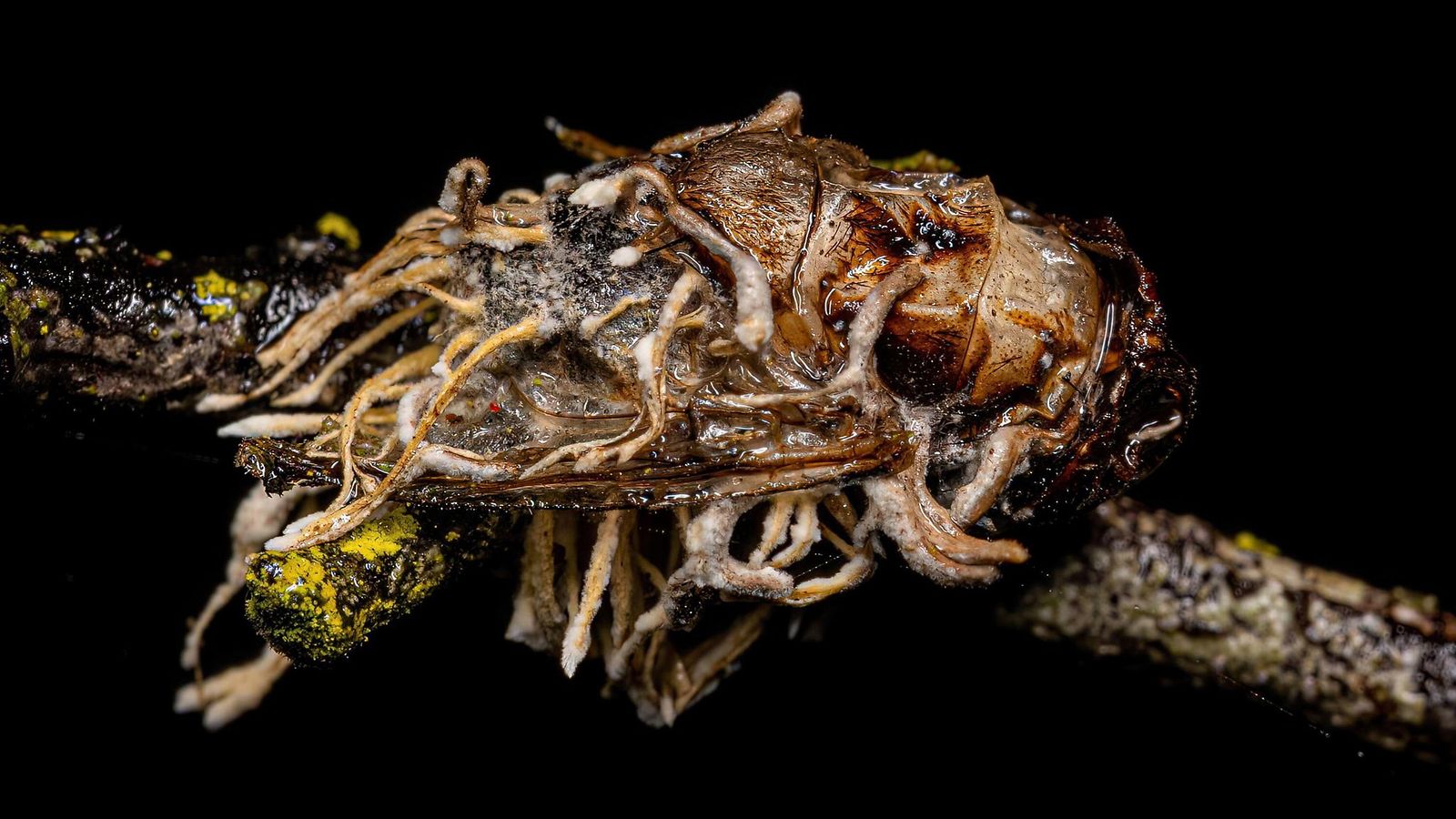Ophiocordyceps-suvun sienen tartuttama kärpänen.