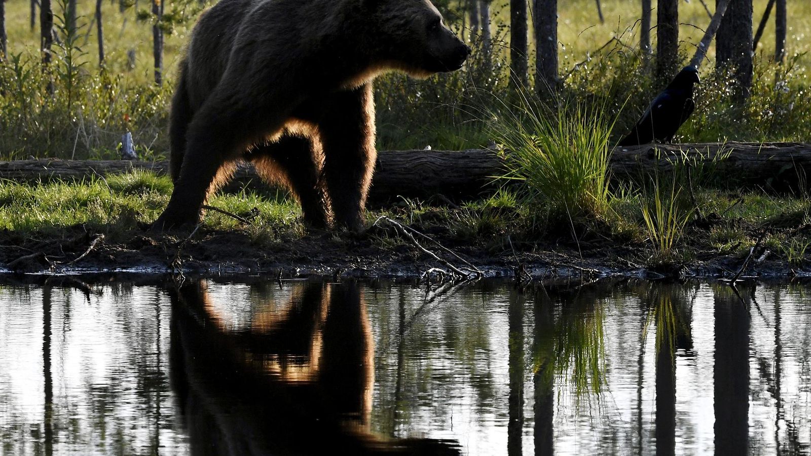 Karhu (Ursus arctos) Suomen ja Venäjän välisellä rajavyöhykkeellä Kuhmon erämaassa 16. elokuuta 2022.
