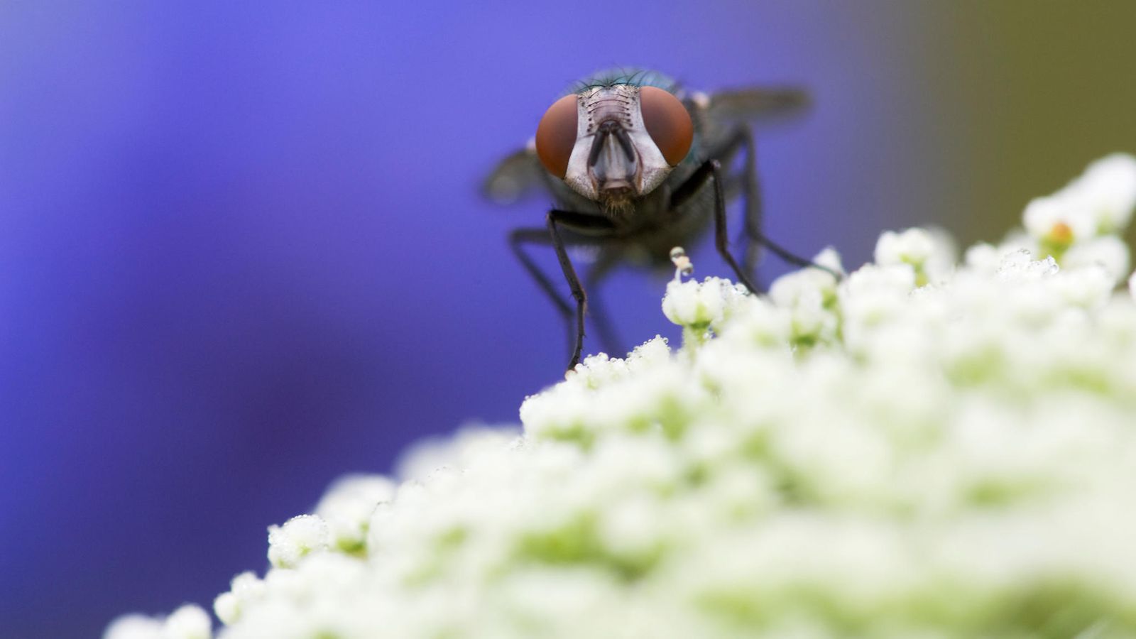 AOP Cochliomyia hominivorax -kärpänen kukan päällä Pennsylvaniassa Yhdysvalloissa.