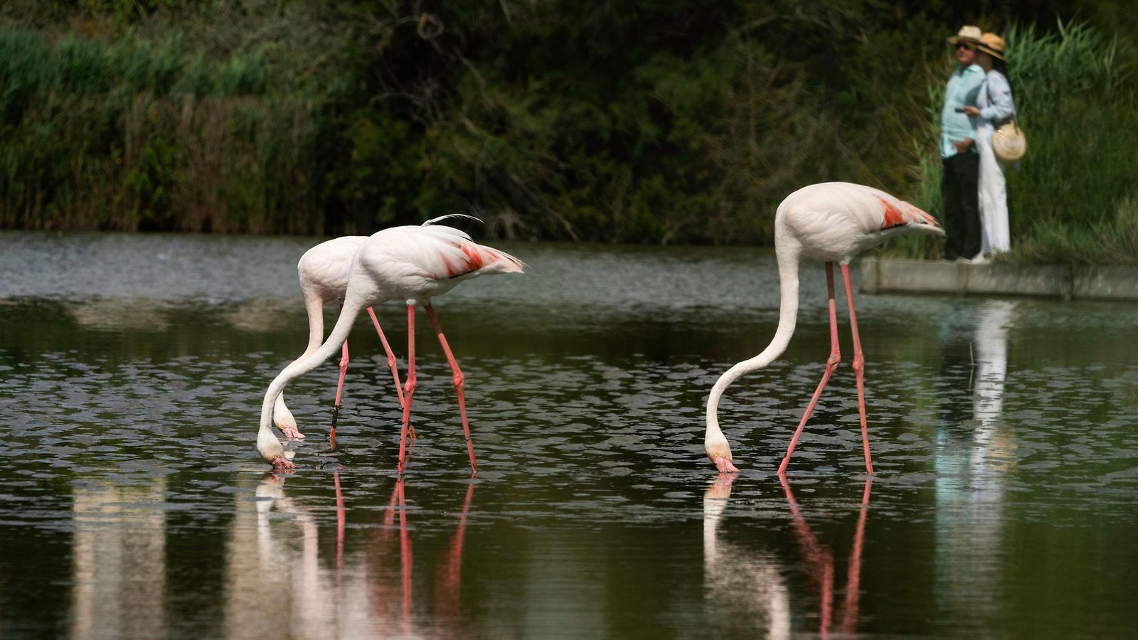 AOP 1207-flamingot