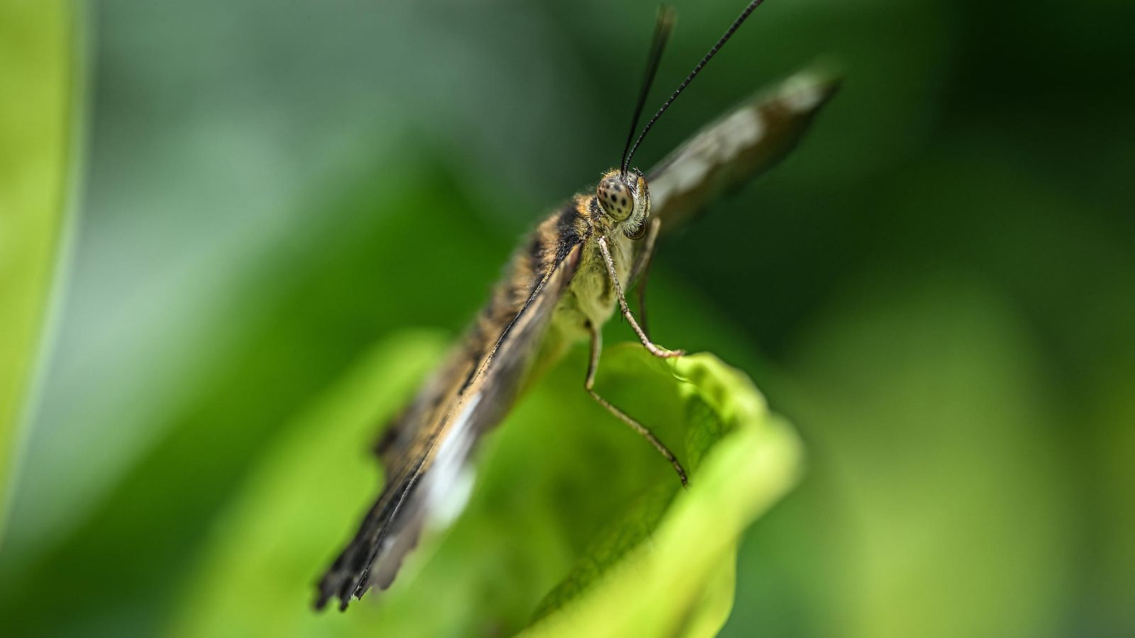 AOP perhonen kasvi