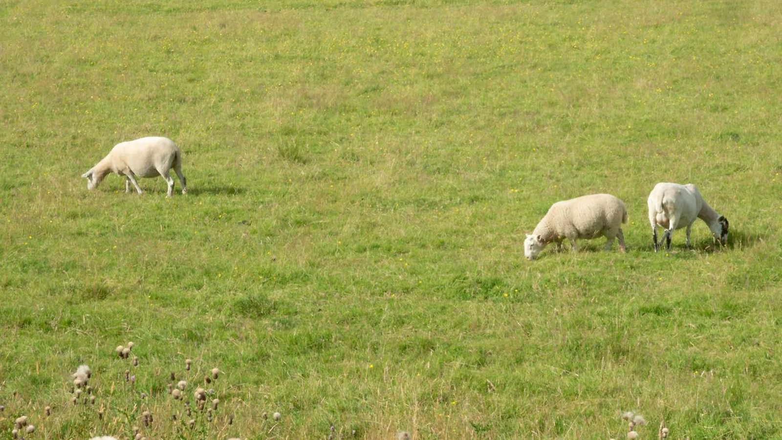 AOP lammas