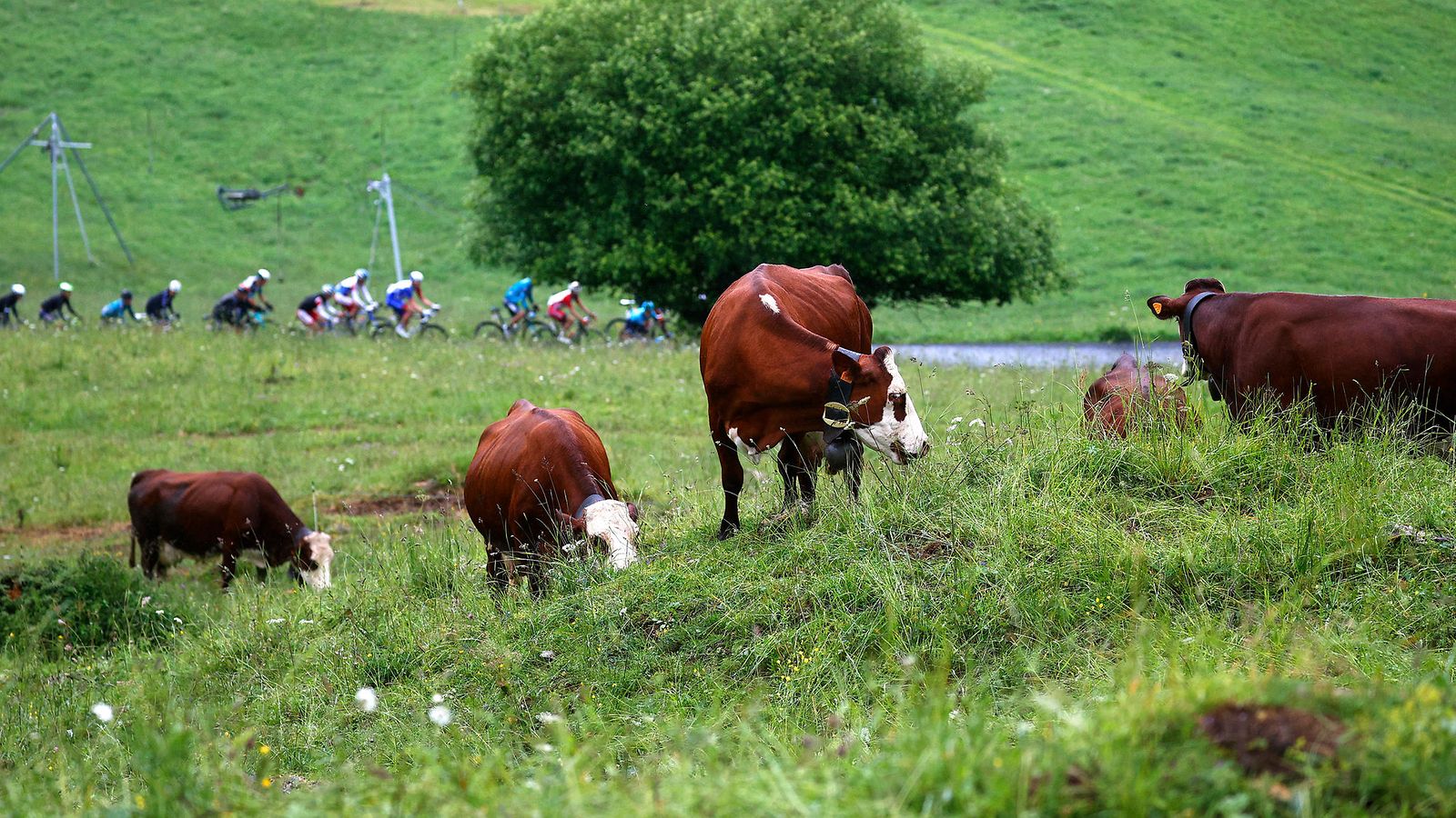 Tour de France lehmät