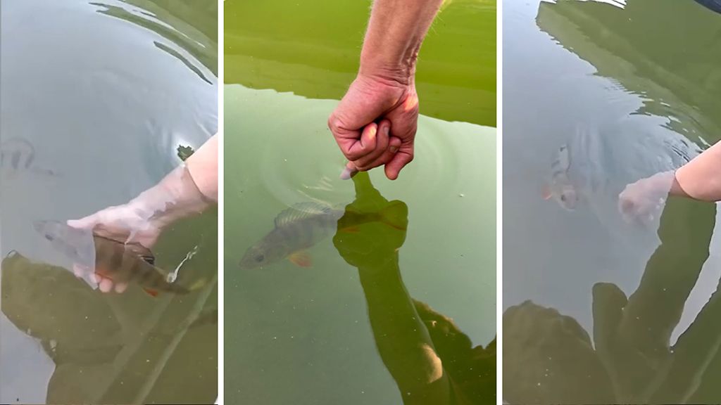 Johanna pudotti itse tehtyyn lampeen muutaman ahvenen – ei osannut arvata, mitä siitä seuraisi