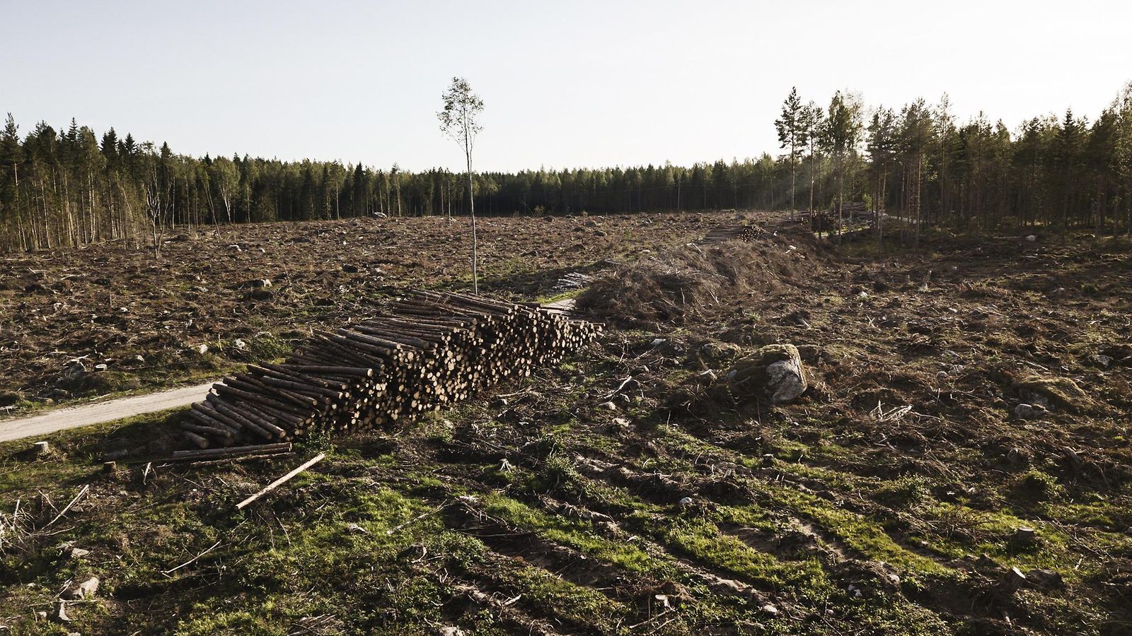 LK 14.8.2025 Avohakkuualue Harrströmissa 22. elokuuta 2019.