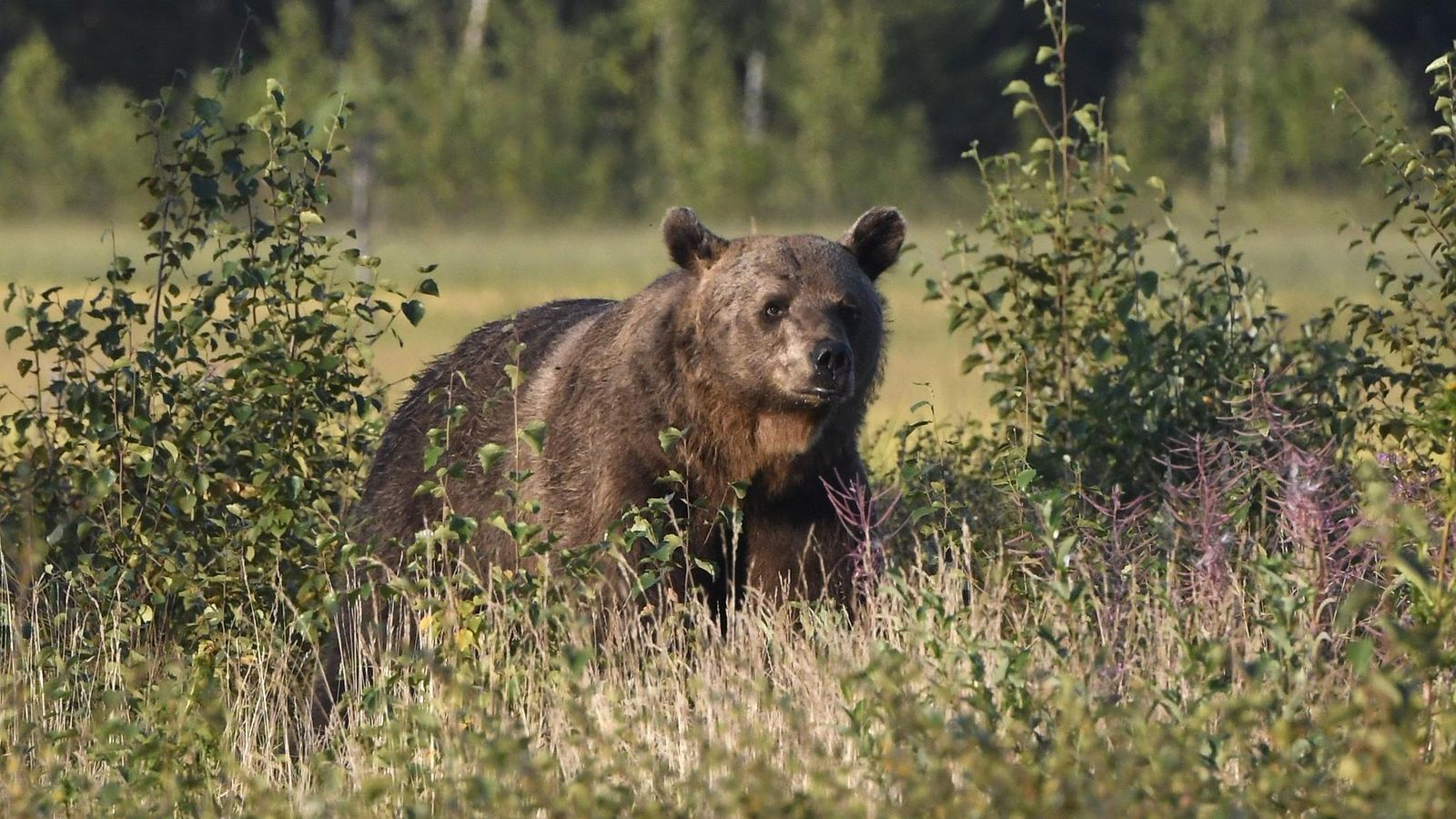LK 14.8.2025  Karhu (Ursus arctos) Kuhmon rajavyöhykkeellä 17. elokuuta 2022.
