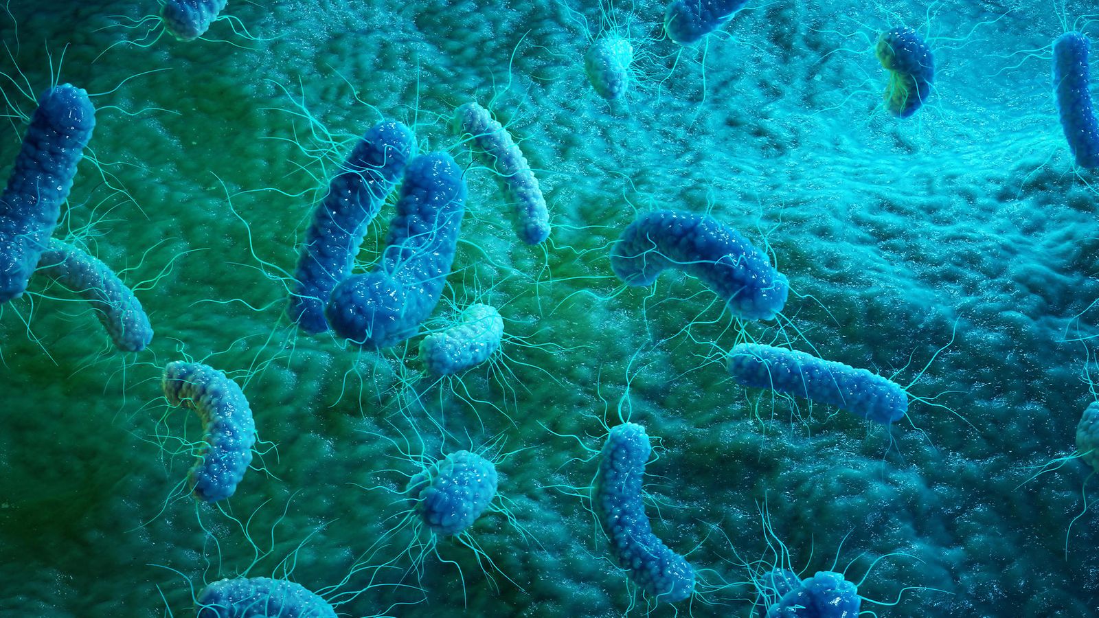 Kuvituskuva Yersinia pestis -bakteerin kaltaisesta proteobakteerista.