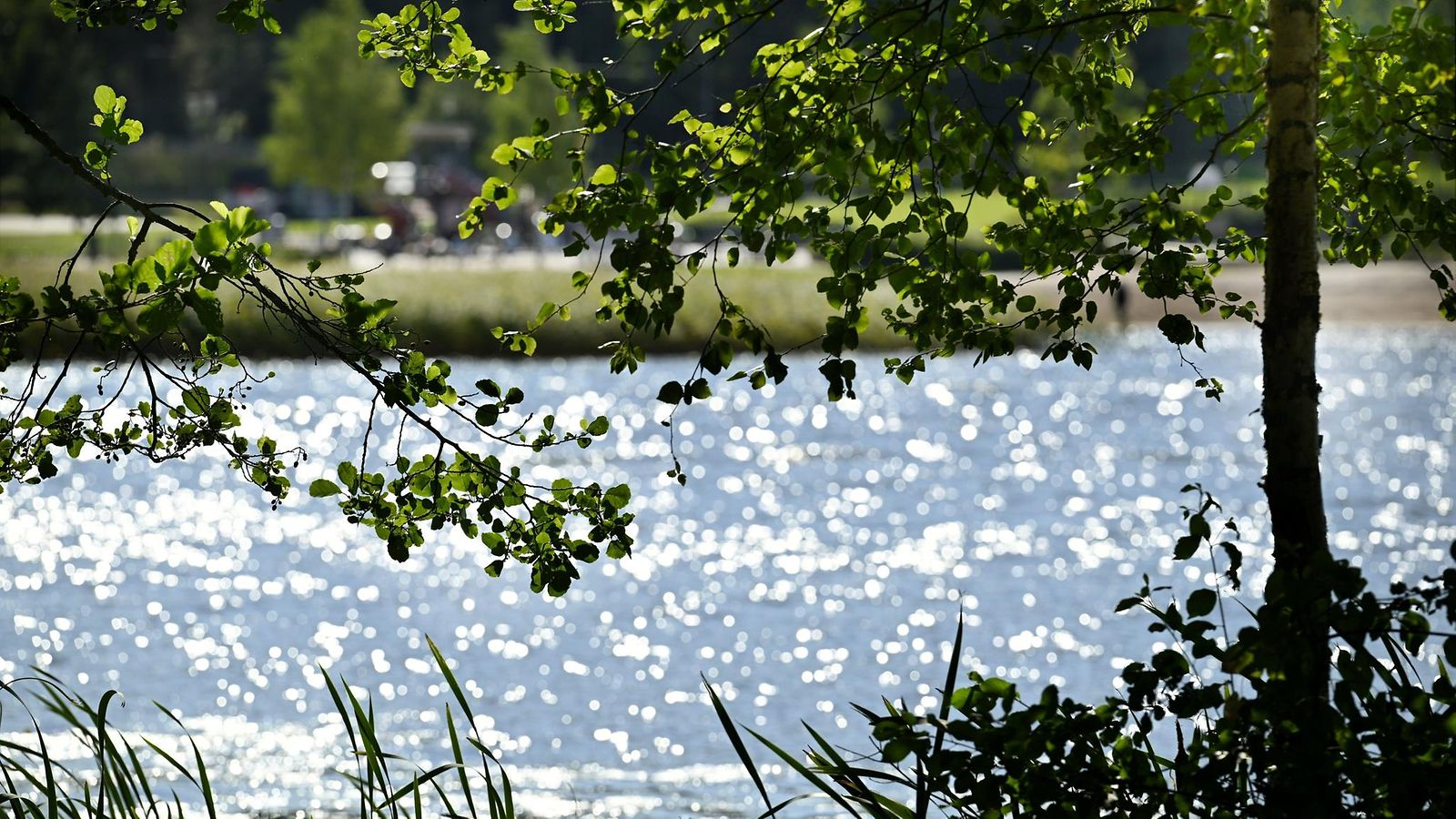 LK 24.8.2025 Bodominjärven vesi kimmeltelee auringosta Espoossa 18. elokuuta 2025.