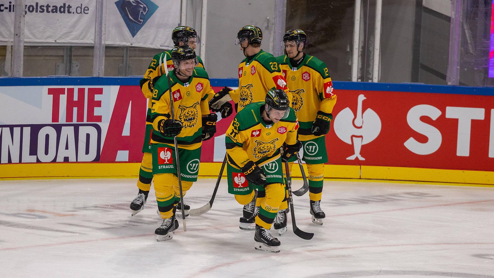 Ilves