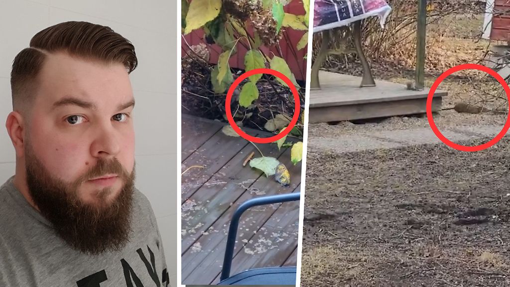 Porilaisella lapsiperheellä on hätä päällä, kun naapuri ruokkii taukoamatta rottia: "Siilin kokoisia"