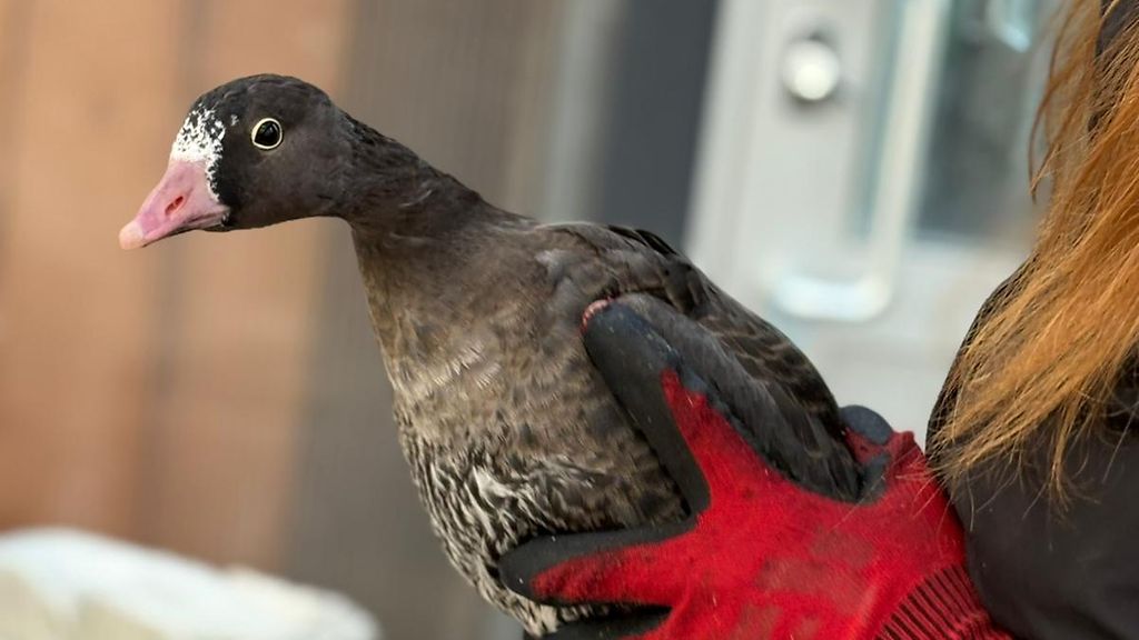 Nämä eläimet siirrettiin Ähtäristä Korkeasaareen – katso kuvat