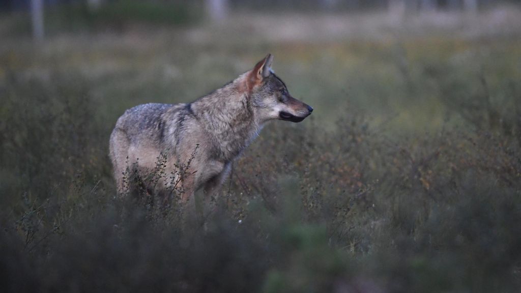 Susi kuoli liikenneonnettomuudessa