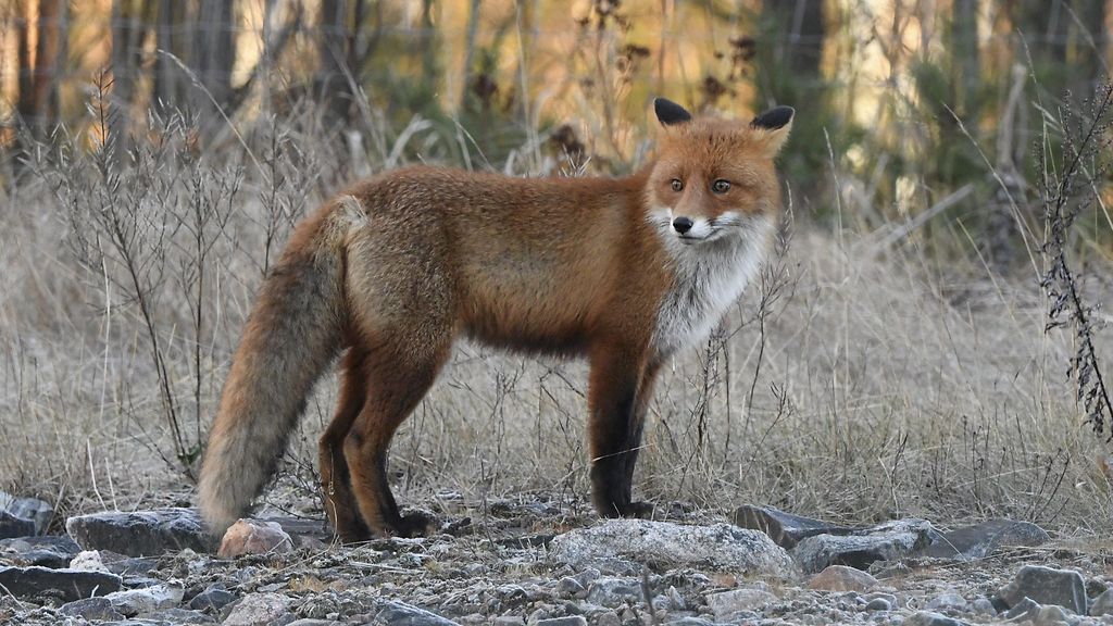 Kettu ja saukot ovat saaneet lintuinfluenssan