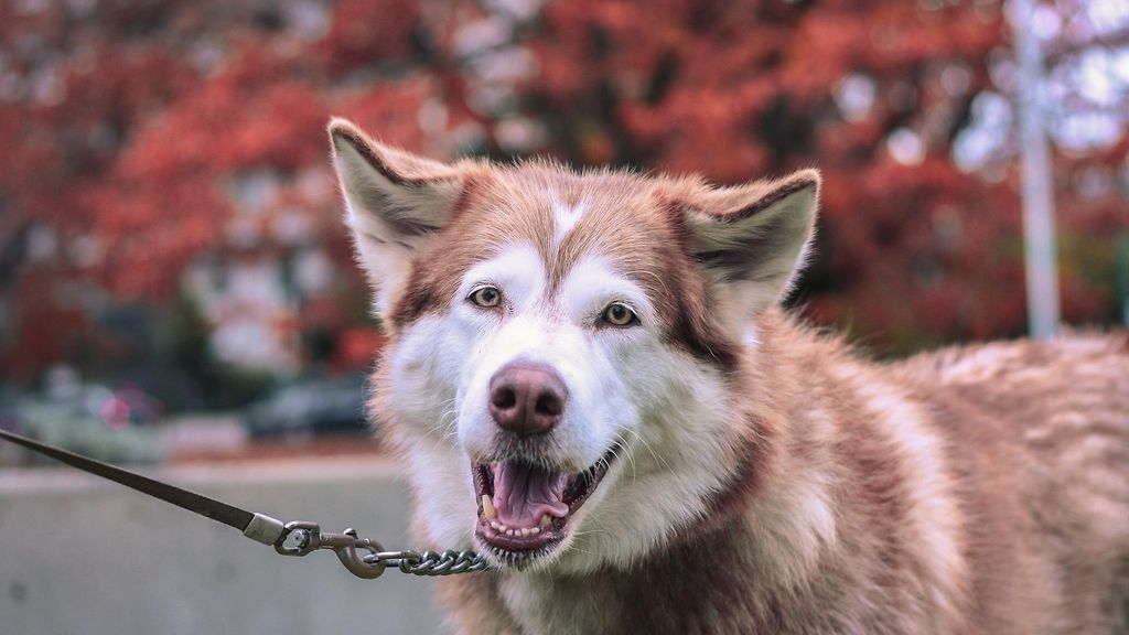 Älä tee näin, kun tapaat vieraan koiran – "Tärkeää opettaa"
