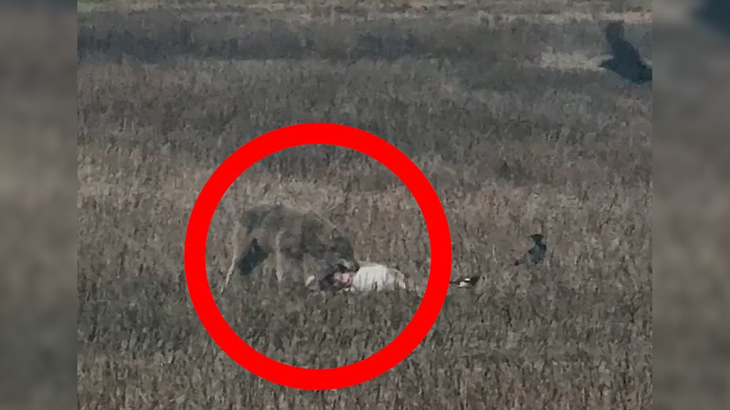 Tuukan työpäivä keskeytyi yllättävällä tavalla – suden lounashetki tallentui videolle