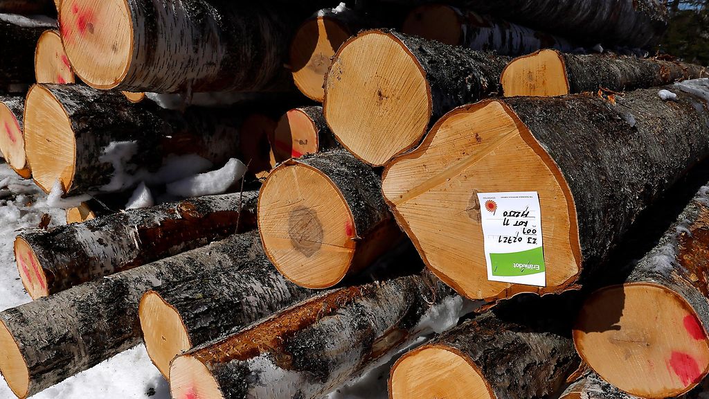 Stora Ensolta ratkaisuehdotus hiilinieluihin: Lisää kasvua metsään