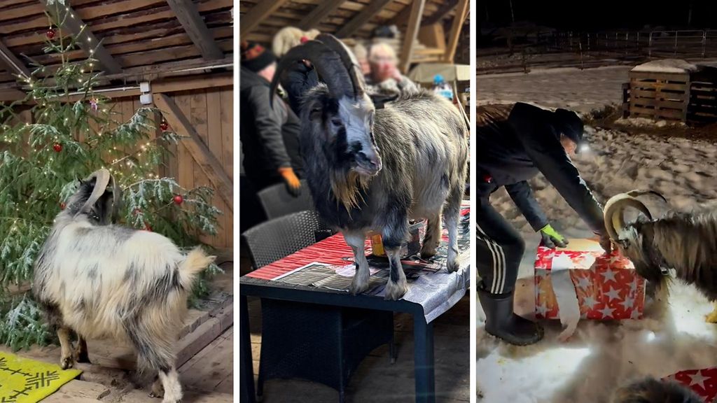 Tihutöitä tehtaileva Seppo-vuohi aiheutti kaaoksen pikkujouluissa: "Yritti viedä tortut käsistä"