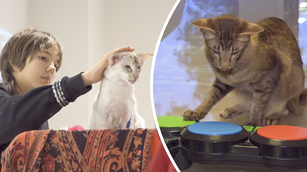 Kissako ei opi temppuja? Turkulaiset Gaia ja Stella osaavat soittaa rumpuja ja noutaa