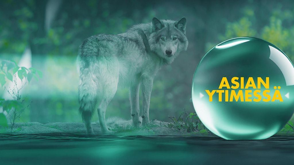 Asian ytimessä kello 19.30: Kannattiko lähes sadan suden metsästäminen?