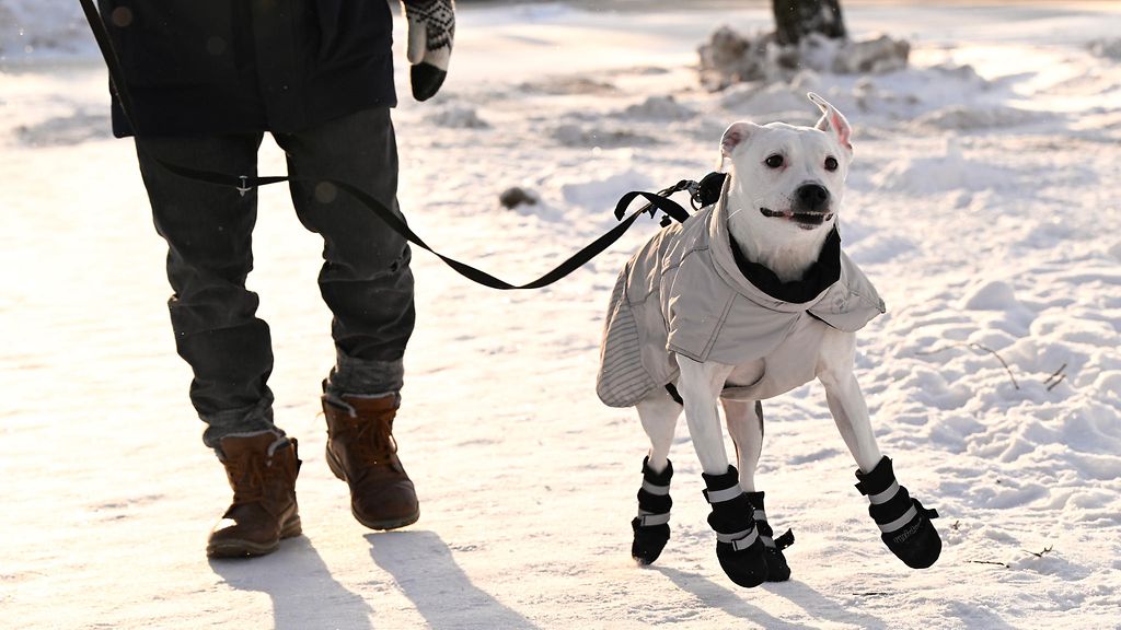 Luulitko että pakkanen hellittää? Ei, sanoo norjalainen