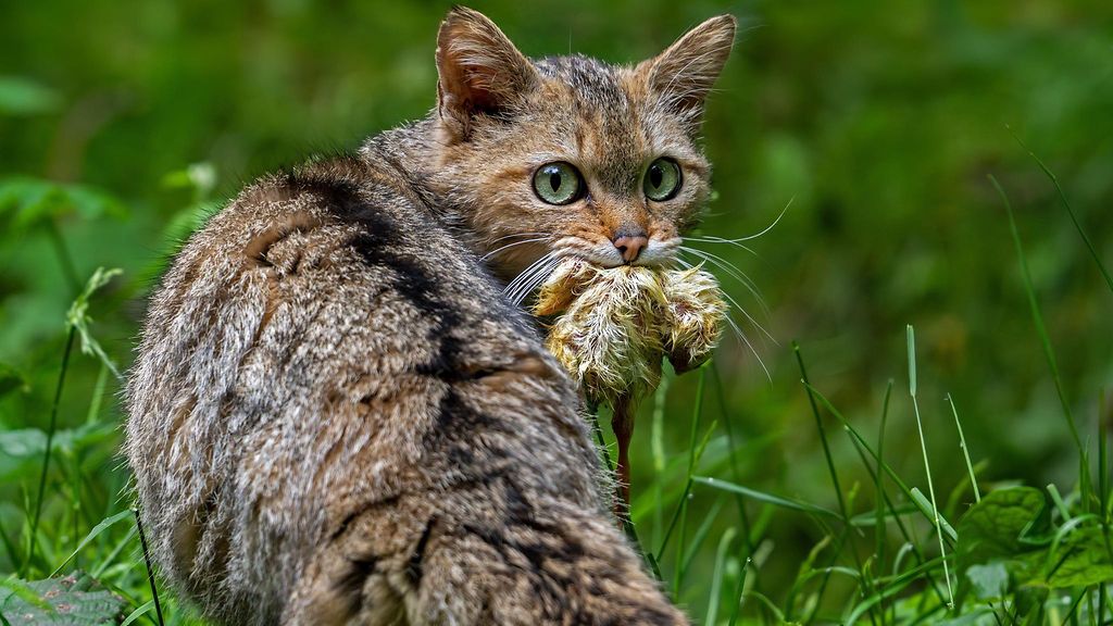 Tappavatko kissat todella 144 000 lintua kuussa? Eläinlääkärillä ja aktiivilla täysin vastakkaiset näkemykset