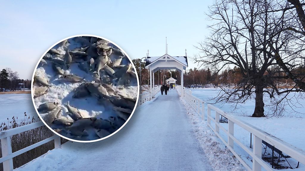 Kalojen joukkokuolema Helsingin meren jäällä ihmetyttää – "Kiellettyä ja vastuutonta"