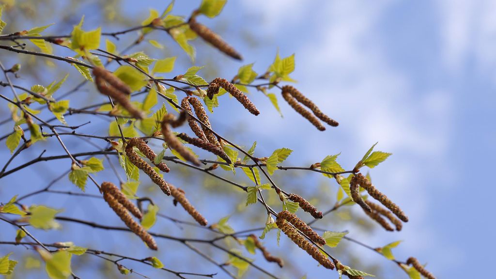 Koivun kukinta jäämässä harvinaisen heikoksi – 