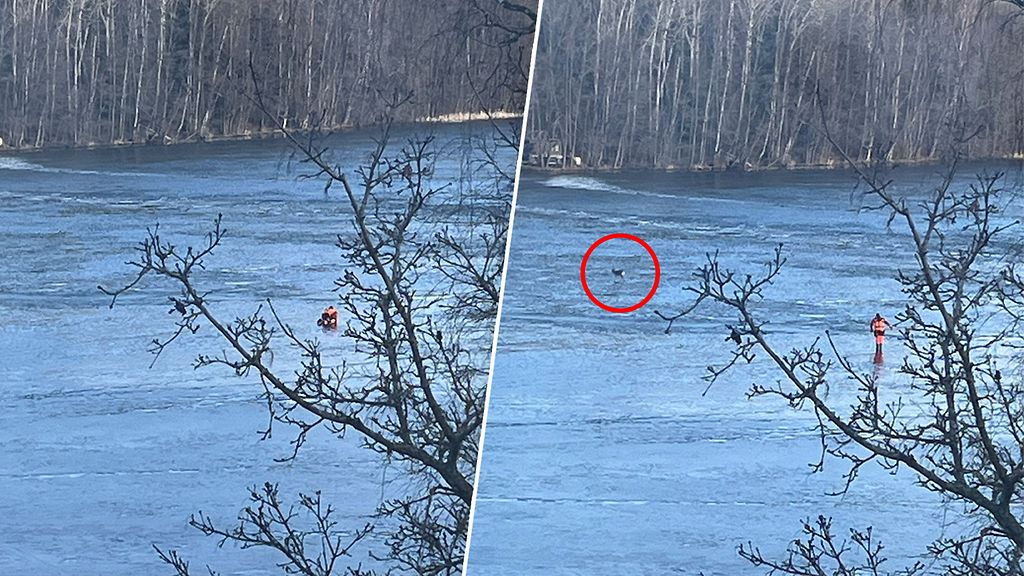 Jännitysnäytelmä Espoossa: Peura taisteli hengestään