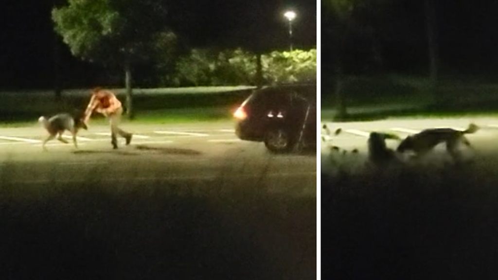 Dramaattinen video hyökkäyksestä – poliisi ampui uhrin kimpussa olleen koiran hengiltä