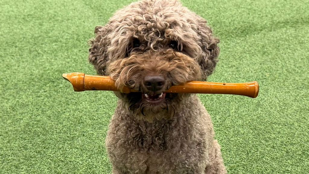 Signe-koira opettelee soittamaan nokkahuilua – näin sujuu 