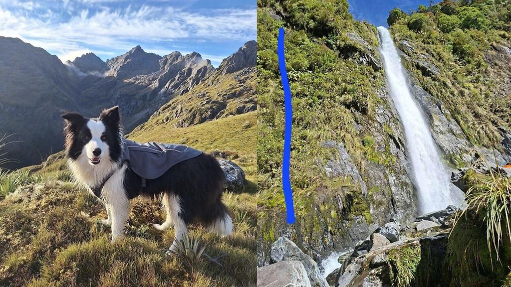 Molly-koira jäi viikoksi yksin erämaahan, kun emäntä joutui onnettomuuteen – katso liikuttava jälleennäkeminen