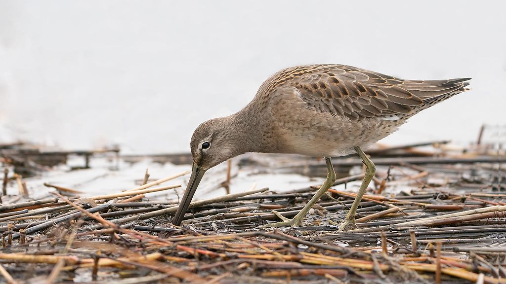 Siivekkäiden hassuille nimille löytyy yleensä hyvä syy – paitsi yhdelle outolinnulle